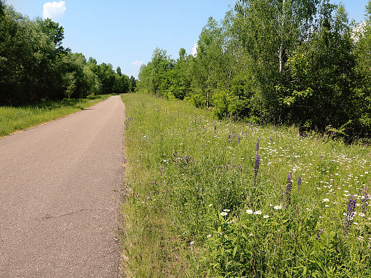 Fahrrad fahren Hainer See Radtour Felder 