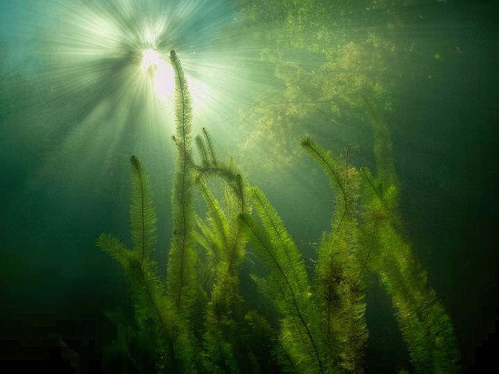 Unterwasserpflanzen gegen das Licht im Naturschutzgebiet Steinbruch Ammelshain