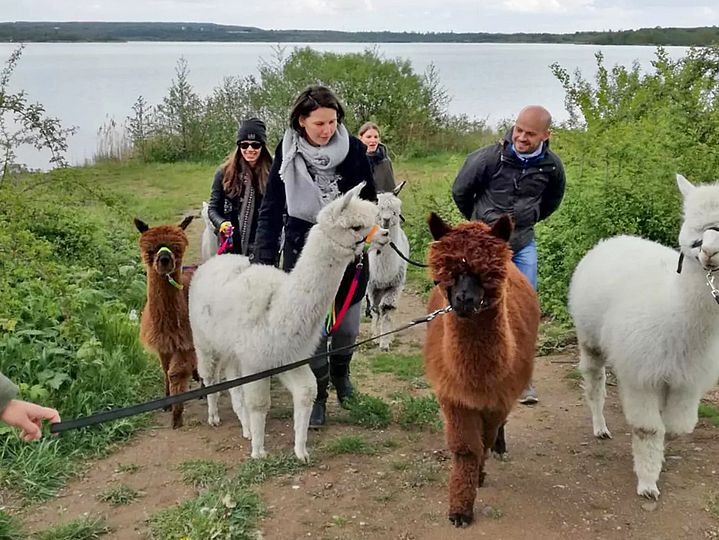 Alpakas und Wanderer laufen Hügel hinauf, im Hintergrund der Hainer See