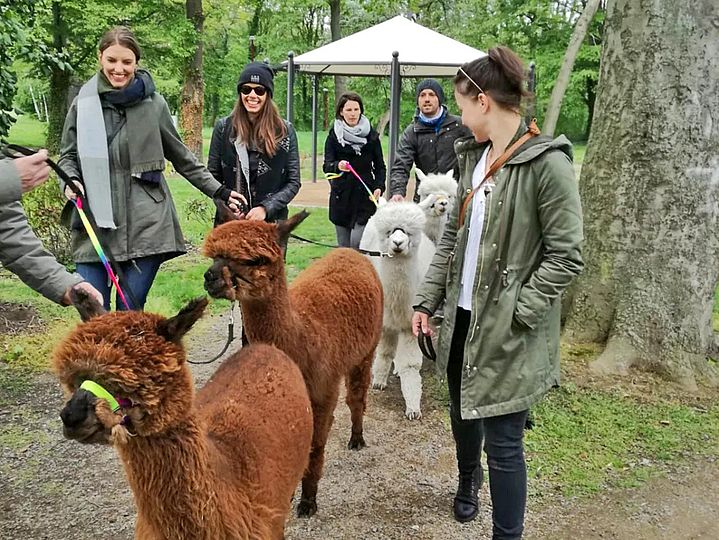 Eine Herde Alpakas mit Wanderern zwischen Bäumen