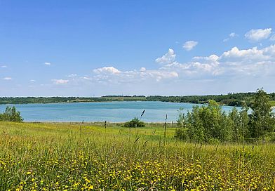 Gelbe Blumenwiese vor blauem See mit grünen Ufern.