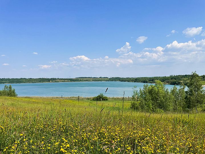 Gelbe Blumenwiese vor blauem See mit grünen Ufern.