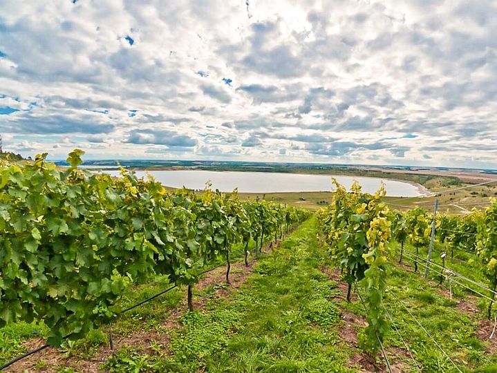 Blick aus dem Weinberg auf den Geiseltalsee