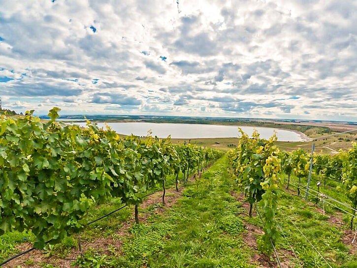 Leipziger Neuseenland Geiseltalsee Weinbau 