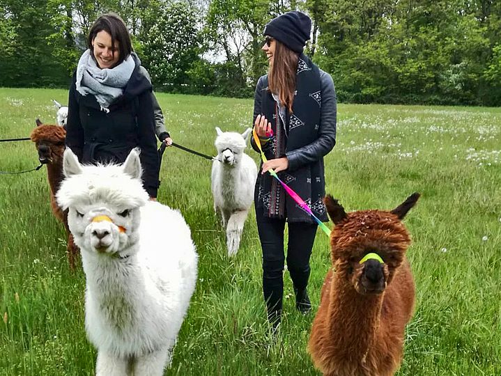 Alpakas am Strick geführt in der Wiese 