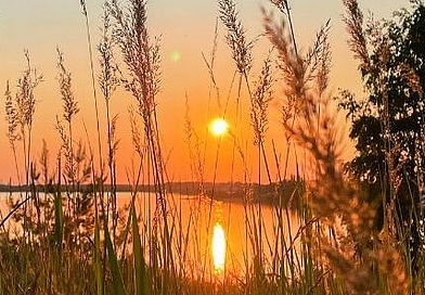 Gräser im Gegenlicht vor dem See