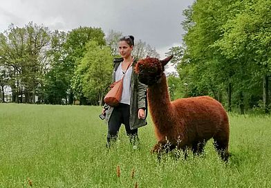 Wanderin und Alpaka durchqueren gemeinsam eine Wiese