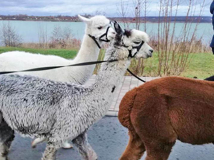 Drei Alpakas vor Seekulisse
