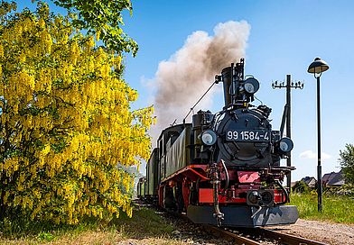 Schwarze, rauchende Dampflok fährt an blühendem Baum vorbei
