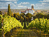 Blick durch die Weinberge auf die Albrechtsburg in Meißen.