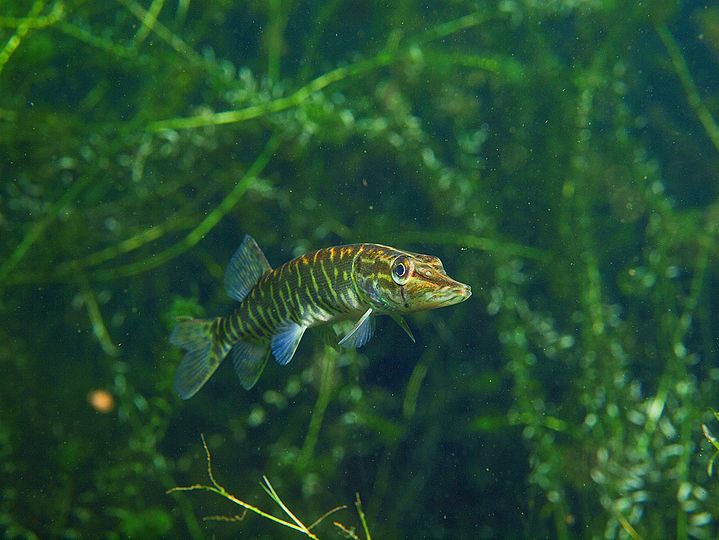 Fisch zwischen Unterwasserpflanzen im Cospudener See 