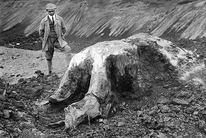 Leipziger Neuseenland Tagebau Böhlen Verkieselter Baumstumpf 1933