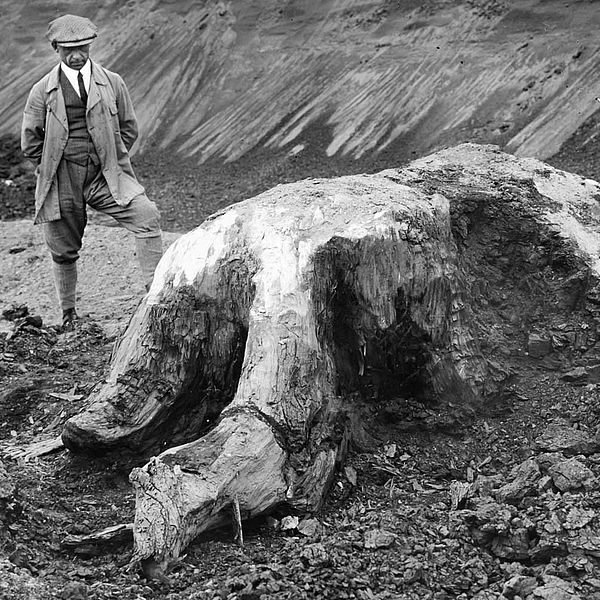 Leipziger Neuseenland Tagebau Böhlen Verkieselter Baumstumpf 1933