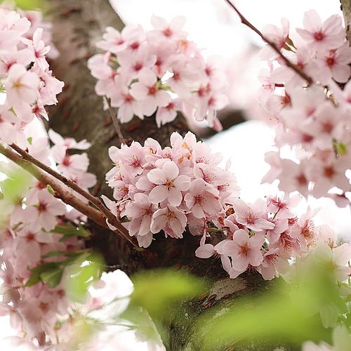 KIRSCHBLÜTENFEST IN BORNA Wenn ihr im Frühling am Hainer See Urlaub macht, könnt ihr nicht nur das See-Panorama...