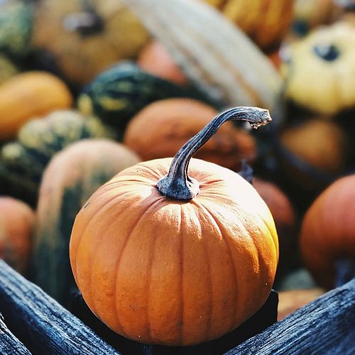 HALLOWEEEN ENTFLIEHEN Während andernorts die Geister tanzen, herrscht im HAUS IM SCHILF friedliche Stille. Perfekt für...