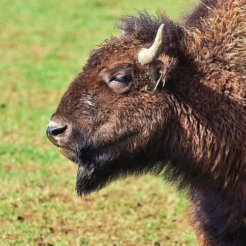 Muuuh! 🦬 Wer auf größere Kaliber steht, besucht die Buffalo-Ranch: Hier kann man bis zu 1 Tonne schwere Bisons auf der...